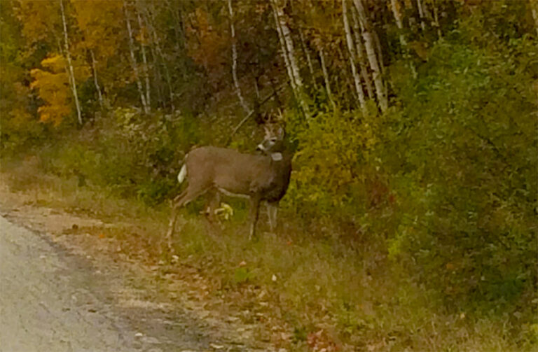 wildlife-deer001 copy