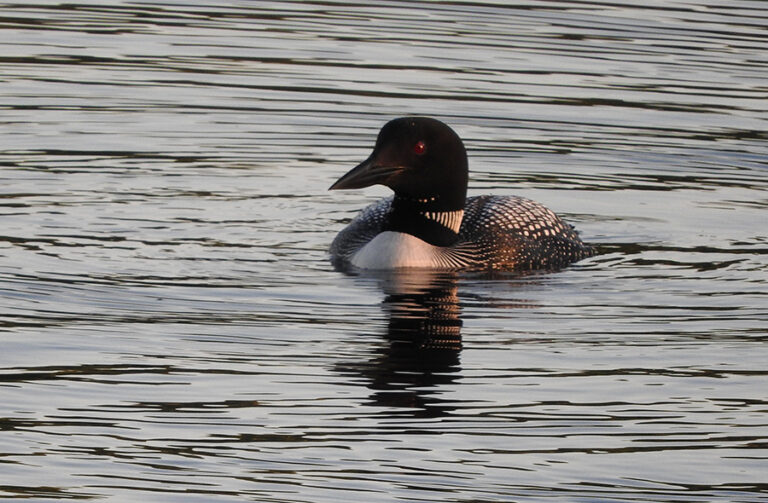 wildlife-loon001 copy