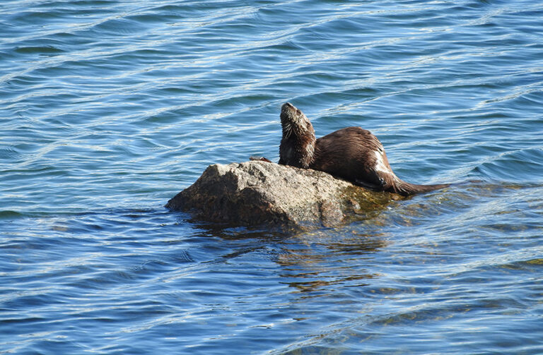 wildlife-otter001 copy